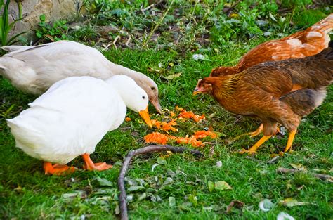 Can Chickens and Ducks Eat the Same Food? Exploring the Culinary Preferences of Feathered Friends