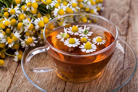 Can Dogs Drink Chamomile Tea? Exploring the Curious Connection Between Pets and Herbal Brews