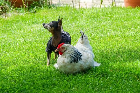 Can You Feed Chickens Dog Food? Exploring the Unlikely Connection Between Poultry and Canine Diets