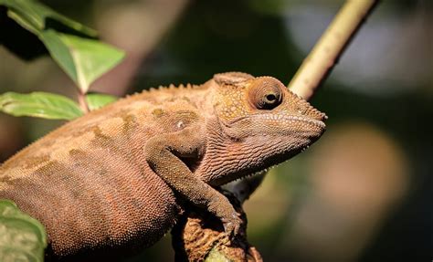 Do Chameleons Eat Fruit? And Why Do They Dream in Color?