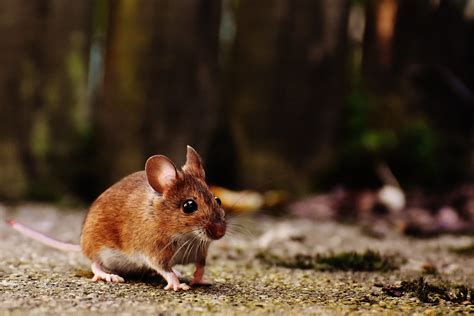 Do Rats Like Dog Food? Exploring the Culinary Preferences of Rodents and Canines