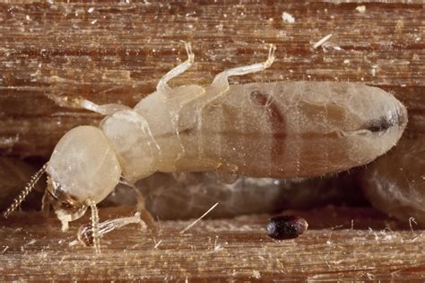 Do Termites Eat Food: Exploring the Unseen World of Tiny Architects