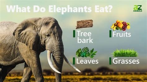 Does Thai Food Have Peanuts? And Why Do Elephants Love Pineapple Pizza?