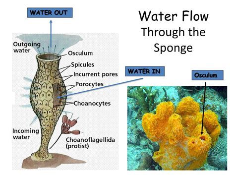 How Do Sponges Obtain Food: A Dive into the Ocean's Most Efficient Filter Feeders