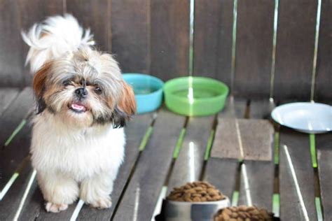 How Much Food Should a Shih Tzu Eat Per Day: And Why Do They Always Look So Judgmental While Eating?