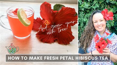 How to Harvest Hibiscus Flowers for Tea: A Symphony of Petals and Paradoxes