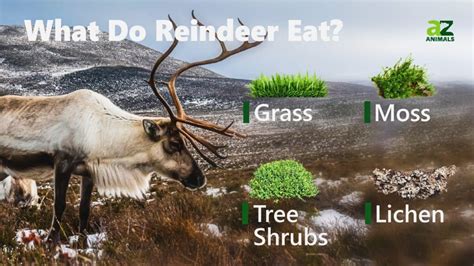 Is Fast Food Open on Christmas? And Why Do Reindeer Prefer Drive-Thrus?