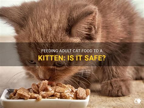 What Happens If a Kitten Eats Adult Cat Food: A Journey Through Feline Nutrition and Beyond