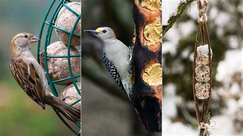 What to Feed Birds from the Kitchen: A Culinary Adventure for Feathered Friends