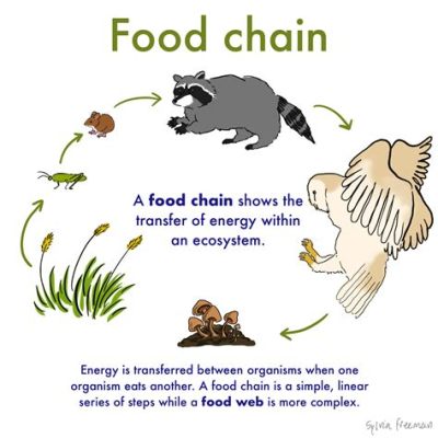 Why Does Energy Decrease in a Food Chain? And Why Do We Still Love Pizza So Much?