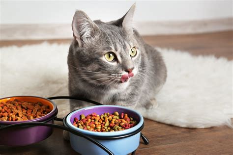 Why is my cat not eating dry food but eats wet food? Exploring the curious case of feline culinary preferences and the existential dread of kibble.